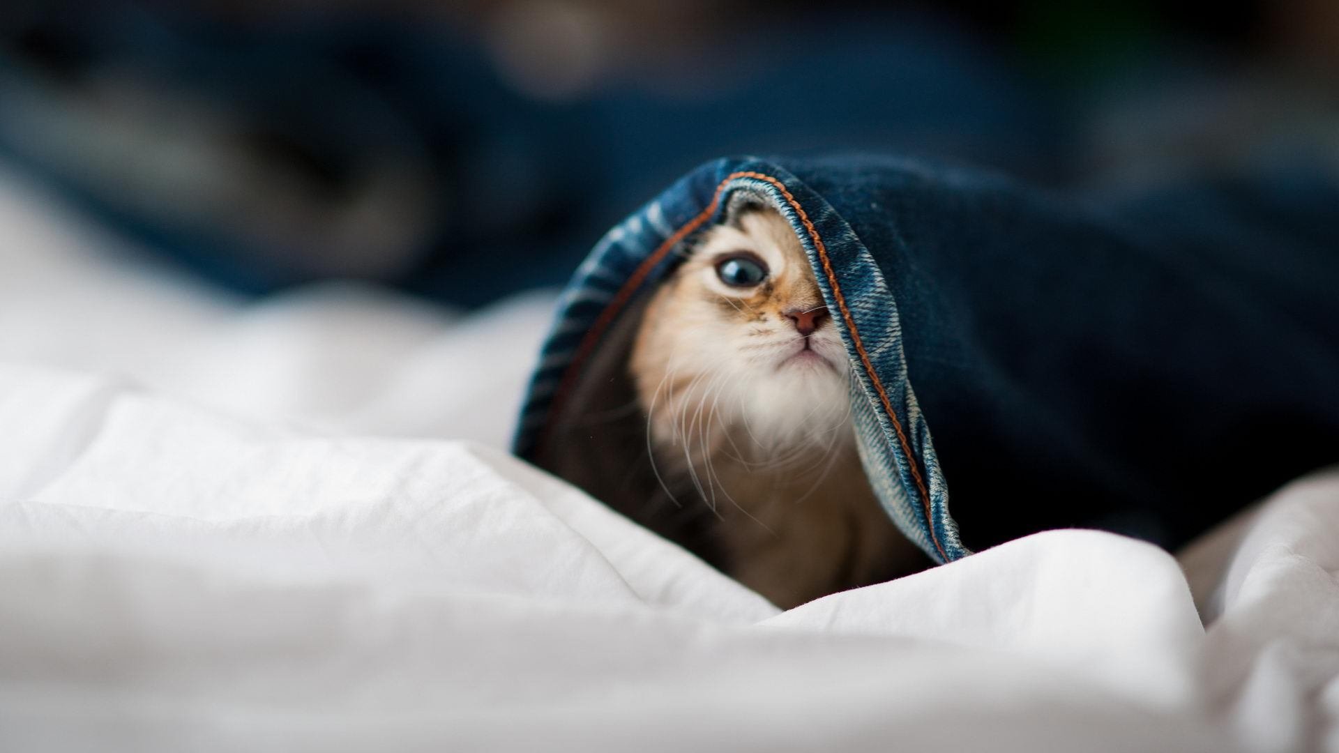 _冰雪艺术节:冰雕、冰舞与运动的融合_,这些冰雕艺术品太美了