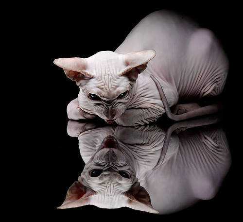 “团队守护：幕后英雄的执着坚守”，我是团队守护神演讲