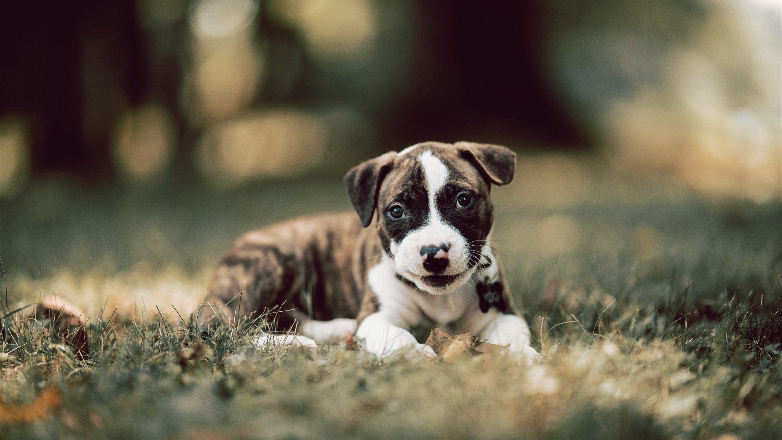 “球迷见证：最火爆的现场应援瞬间”，篮球比赛应援